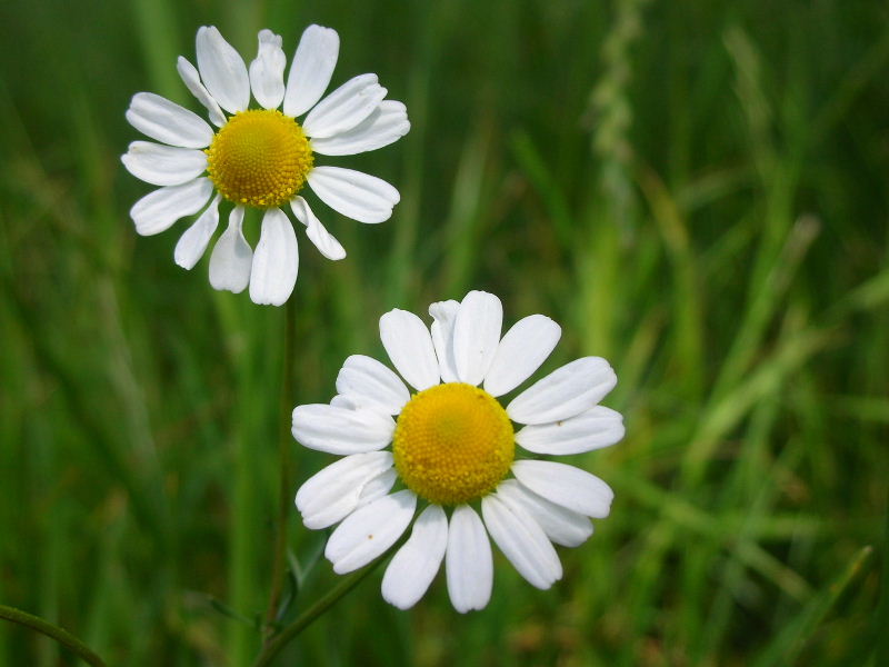 Matricaria chamomilla / Camomilla comune